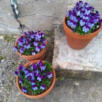 drie bloempotten met blauwe viootjes